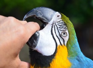 6 причин, почему домашние птицы кусаются (и как это остановить)
