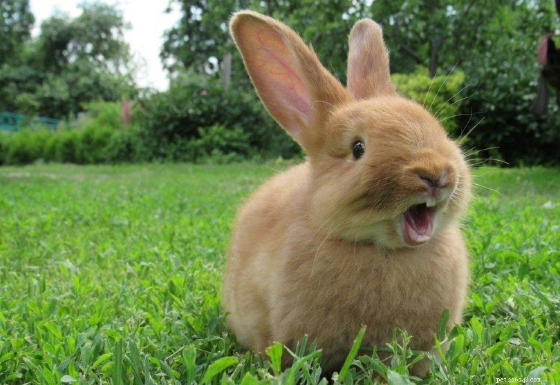 Hur man vet om din kanin är glad (5 tecken att leta efter)