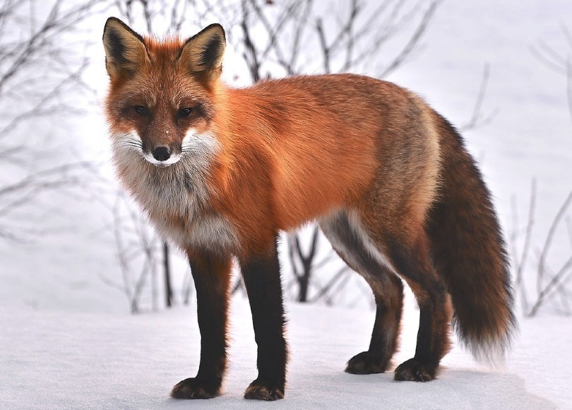 12 Fox Colors, Mutations &Morphs