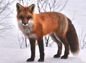 12 Foxových barev, mutací a morfií