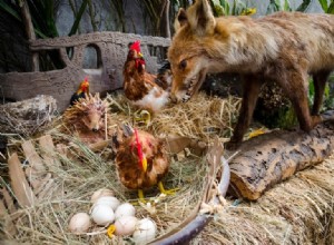 13 kippenroofdieren en hoe u uw kudde tegen hen kunt beschermen