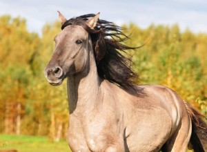 Hoeveel land heb ik nodig voor een paard? (2022 Gids)