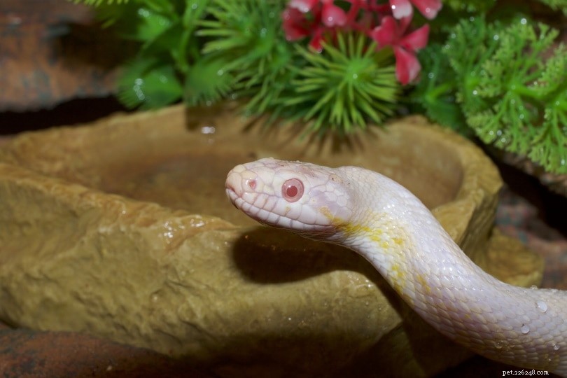 Кукурузная змея-альбинос