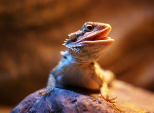 Fancy Bearded Dragon