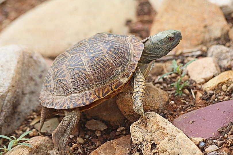 Hur vet du om din husdjurssköldpadda är död (8 tecken att leta efter)