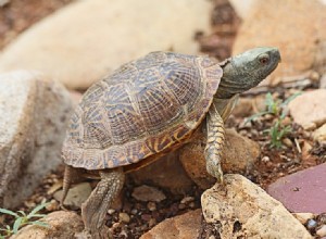 あなたのペットのカメが死んでいるかどうかを知る方法（探すべき8つの兆候） 