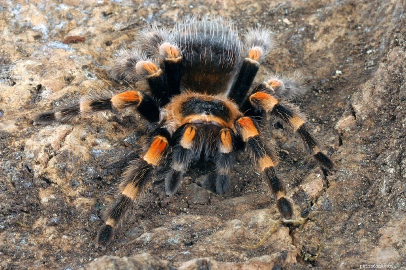 мексиканский красноколенный тарантул