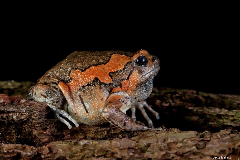 아시아 그린 개구리(통통한 개구리) 