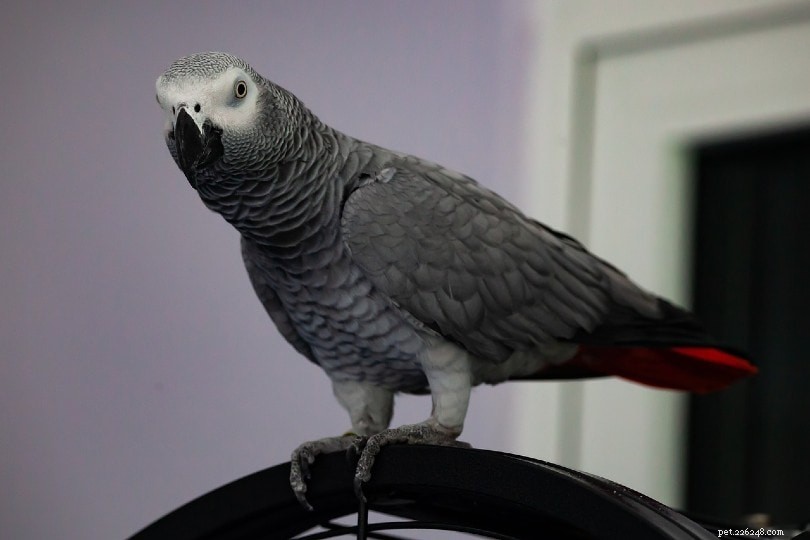 Hur mycket kostar en afrikansk grå papegoja? (2022 prisguide)