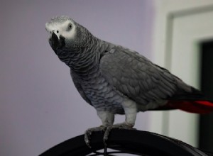 Kolik stojí papoušek šedý? (Cenový průvodce 2022)