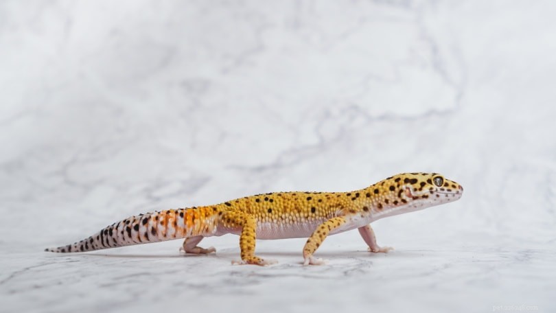 Hypo leopardí gekon