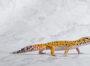 Hypo leopardí gekon