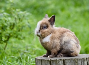 난쟁이 토끼의 수명은 얼마나 됩니까? (평균 및 최대 수명)