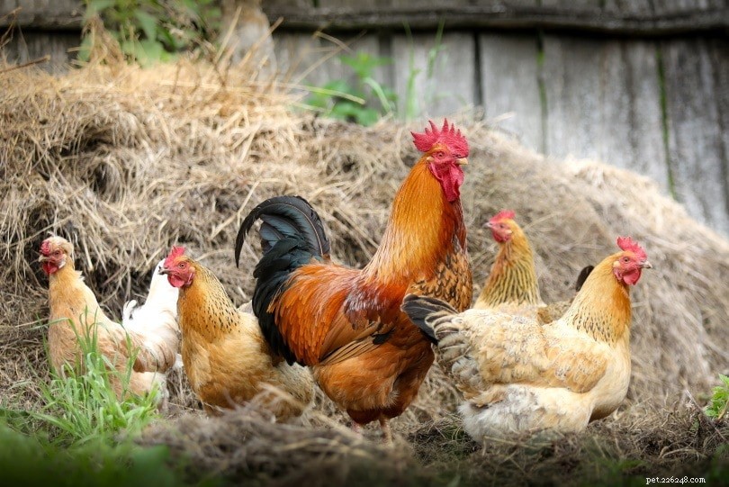 Hur man berättar åldern på en kyckling (med bilder)