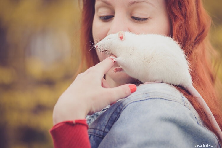 Comment savoir si votre rat domestique est heureux (11 signes à rechercher)