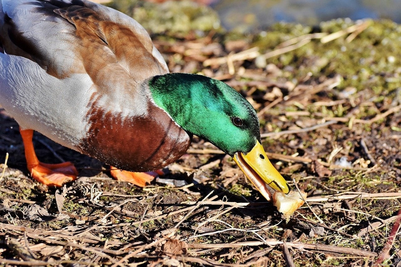 O que os patos comem na natureza e como animais de estimação?
