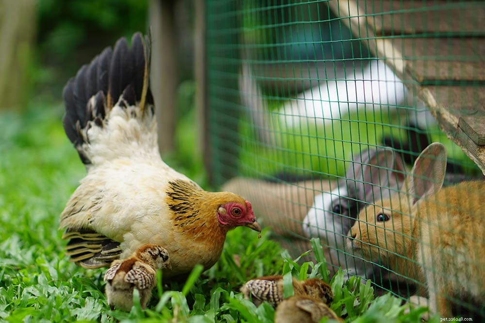 Les poules et les lapins peuvent-ils vivre ensemble ?