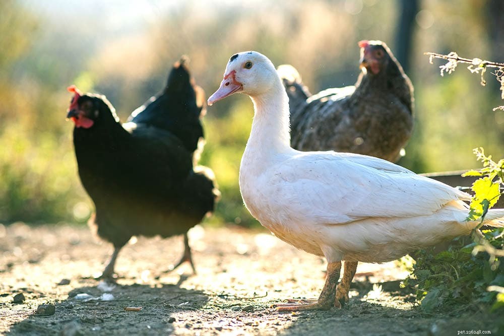 Kan ankor och kycklingar leva tillsammans?