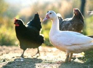Mohou kachny a kuřata žít spolu?