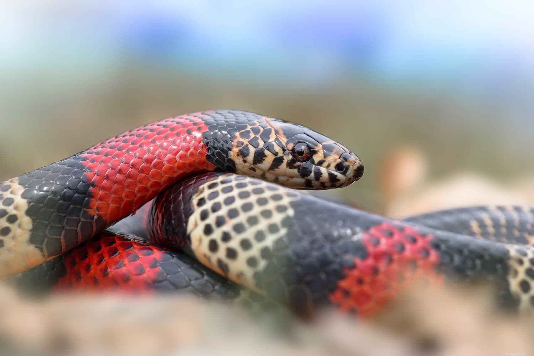 Hur man vet om en orm är glad (5 tecken att leta efter)
