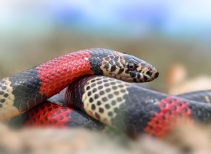 Comment savoir si un serpent est heureux (5 signes à rechercher)