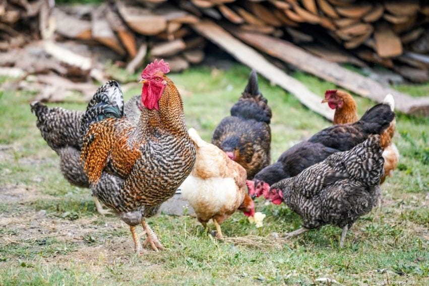 11 důvodů, proč kuřata jedí svá vejce a jak s tím přestat