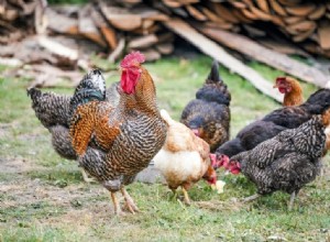 11 raisons pour lesquelles les poules mangent leurs œufs et comment l arrêter