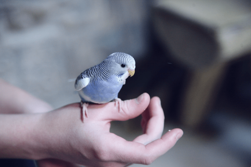 14 tecken på att ditt husdjursfågel litar på och gillar dig