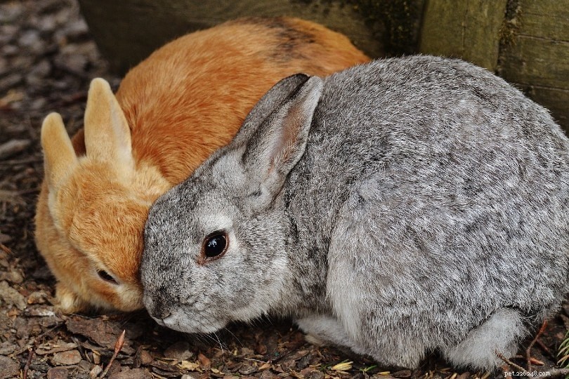 Hoe lang zijn konijnen zwanger? (Draagtijd)