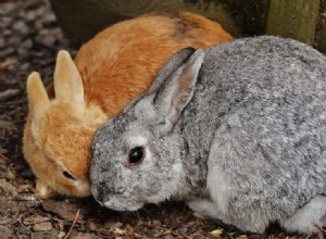 Por quanto tempo as coelhas ficam grávidas? (Períodos de gestação)