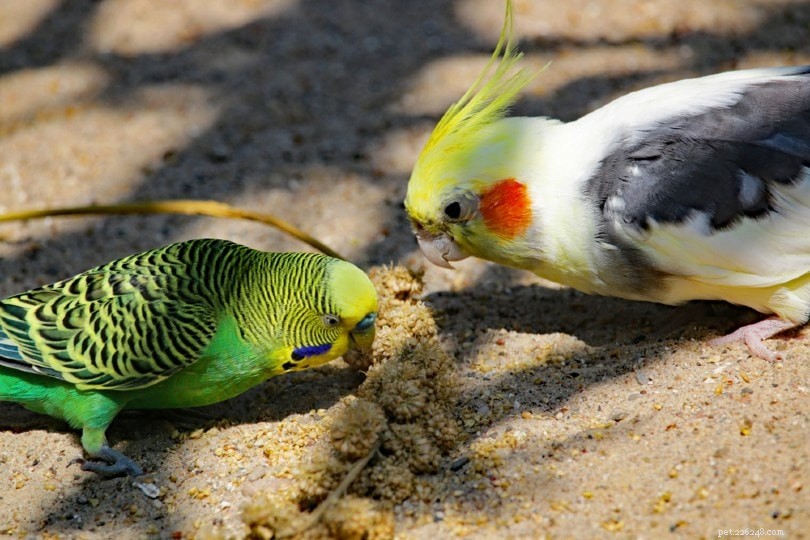 Могут ли кореллы и волнистые попугаи жить вместе в одной клетке?