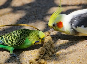 Les calopsittes et les perruches peuvent-elles vivre ensemble dans une même cage ?