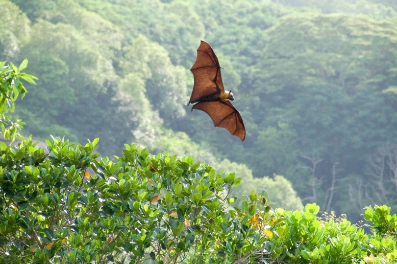 Jsou z netopýrů skvělí mazlíčci? Co potřebujete vědět!