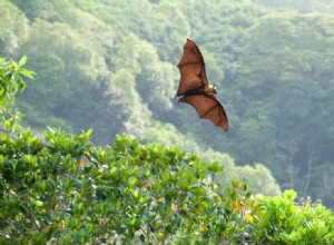 Os morcegos são ótimos animais de estimação? O que você precisa saber!