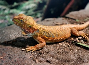 Central Bearded Dragon