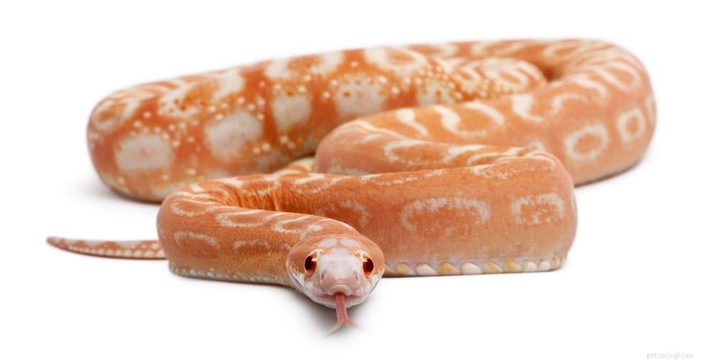 Serpent des blés sans écailles