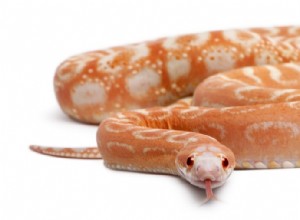 Serpent des blés sans écailles