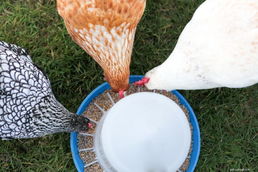 14 vlastních napáječek a krmítek pro kuře, které si můžete vyrobit dnes (s obrázky)