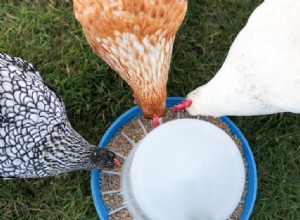 14 vlastních napáječek a krmítek pro kuře, které si můžete vyrobit dnes (s obrázky)