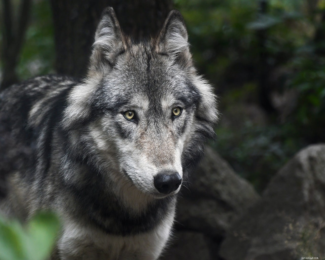 Pouvez-vous avoir un loup comme animal de compagnie ? Ce que vous devez savoir !