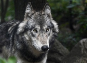 Você pode ter um lobo como animal de estimação? O que você precisa saber!