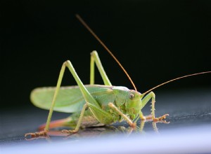 Les sauterelles font-elles d excellents animaux de compagnie ? Ce que vous devez savoir !