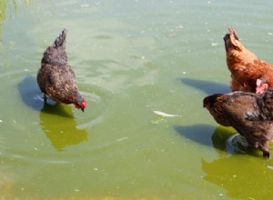 Galinhas sabem nadar? A resposta surpreendente!