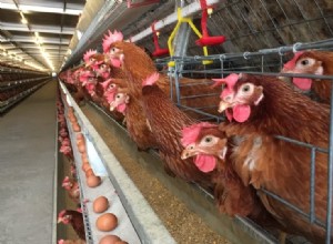 12 raisons pour lesquelles les poules arrêtent de pondre et comment aider