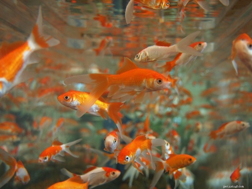 Нужен ли золотой рыбке воздушный насос? 5 способов узнать, что им требуется больше кислорода
