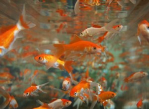 O Goldfish precisa de uma bomba de ar? 5 maneiras de descobrir que eles exigem mais oxigênio