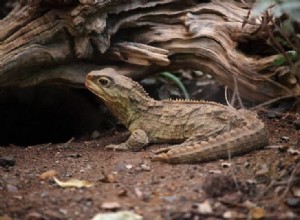 Bearded Dragon이 행복한지 확인하는 방법(찾아야 할 10가지 신호)