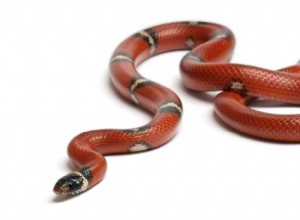 Синалоанская молочная змея
