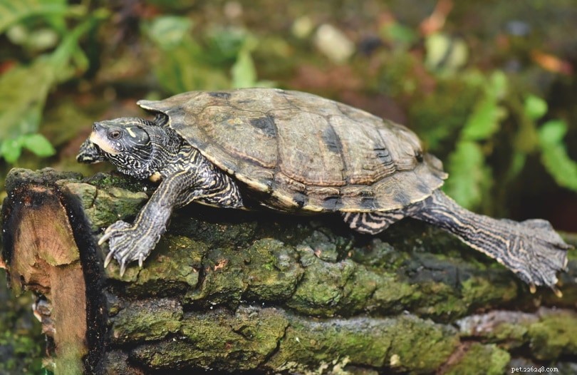 Quanto tempo possono resistere le tartarughe senza mangiare?