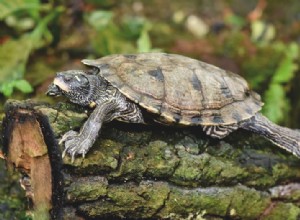 Quanto tempo as tartarugas podem ficar sem comer?